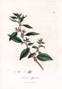 Pariétaire officinale, Parietaria officinalis - James Sowerby