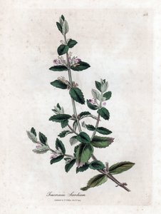 Germandrée d