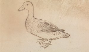Canard siffleur à face blanche - James Sowerby