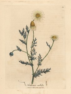 Camomille à fleurs blanches et jaunes, Anthemis nobilis - James Sowerby