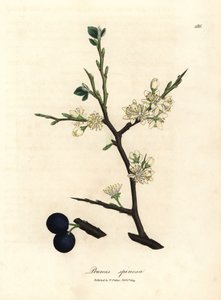 Prunus spinosa - James Sowerby