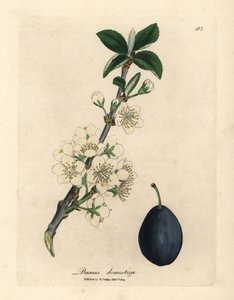Fleur blanche et fruit du prunier ou prunier, Prunus domestica
