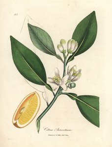 Fleur blanche et segment de fruit mûr de l