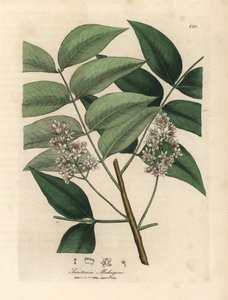 Swietenia mahogani