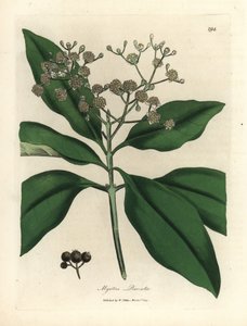 Arbre à épices à fleurs blanches, Myrtus pimenta - James Sowerby
