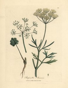 Anis à fleurs blanches, Pimpinella anisum