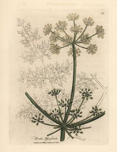 Fenouil géant à fleurs blanches ou asafetida, Ferula assafoetida