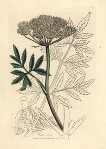 Ciguë aquatique à fleurs blanches, Cicuta virosa