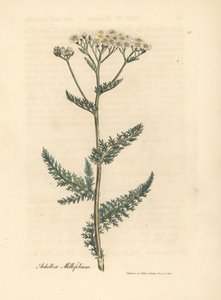Achillée millefeuille à fleurs blanches, Achillea millefolium - James Sowerby