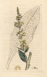 Molène blanche, Verbasum lychnitis. Gravure à la main en couleur d