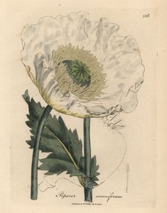 Pavot blanc, Papaver somniferum