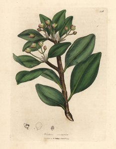 Écorce de Winter, Wintera aromatica, Drimys winteri - James Sowerby