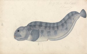 Poisson-loup - James Sowerby