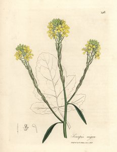Moutarde noire à fleurs jaunes, Sinapis nigra