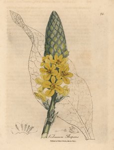 Molène à grandes feuilles à fleurs jaunes, Verbascum thapsus - James Sowerby