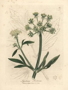 Livèche à fleurs jaunes, Ligusticum levisticum