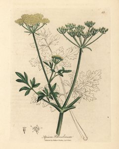 Apium petroselinum