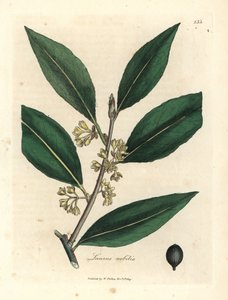 Feuilles de laurier à fleurs jaunes, Laurus nobilis