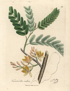 Tamarindus indica