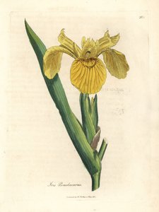 Iris jaune, Iris pseudocorus - James Sowerby