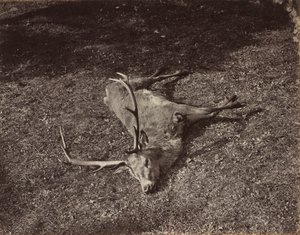 Le Cerf royal, vers 1870 - James Valentine