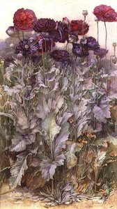 Coquelicots