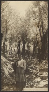 Messe - Olive Grove