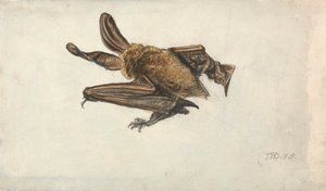Une chauve-souris brune à longues oreilles (Plecotus auritus)