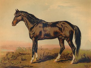 Un cheval Dongola