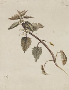 Une branche feuillue - James Ward