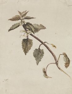 Une branche feuillée - James Ward