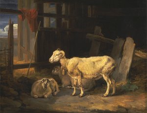 Brebis de lande et agneaux