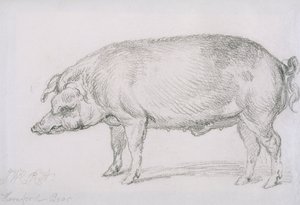 Sanglier de Hereford, c.1803-04