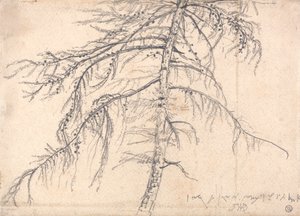Mélèze - James Ward