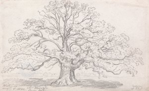 Le grand chêne de M. Howard, 5 août 1820