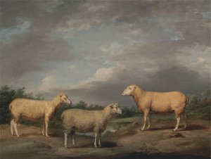 Moutons Ryelands, le bélier du roi, la brebis du roi et le mouton de Lord Somerville