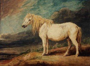 Poney Shetland