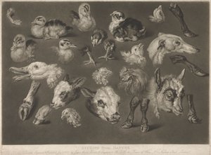 Études de la nature - James Ward