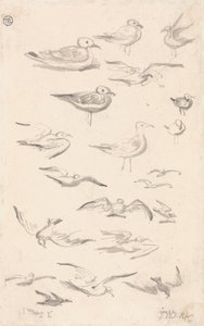 Études de mouettes - James Ward