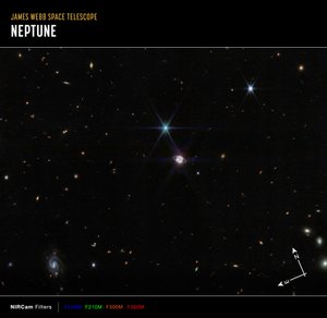 Neptune Champ Large