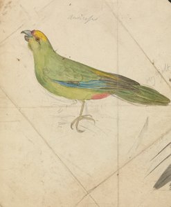 Un perroquet