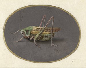 Sauterelle