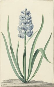 La jacinthe bleue Franciscus Primus