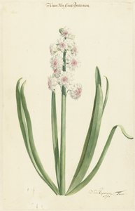 La jacinthe rose et blanche Couronne de Grande-Bretagne