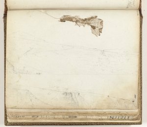 Baie de Sainte-Hélène, feuille séchée - Jan Brandes