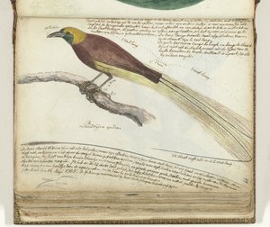 Oiseau de paradis