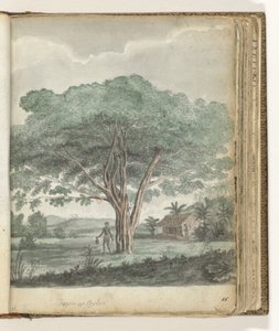 Arbre à Ceylan - Jan Brandes