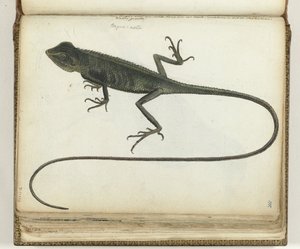 Lézard arboricole