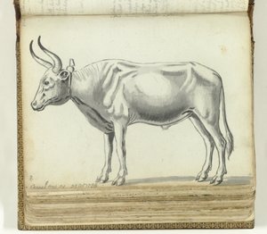 Chariot du Cap
