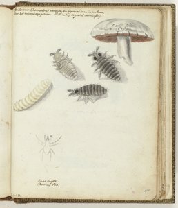 Vers de champignons